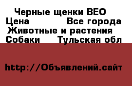 Черные щенки ВЕО › Цена ­ 5 000 - Все города Животные и растения » Собаки   . Тульская обл.